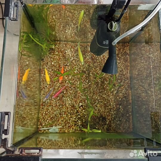 Аквариум на 20 литров