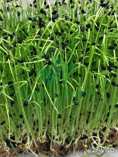 Семена для микрозелени