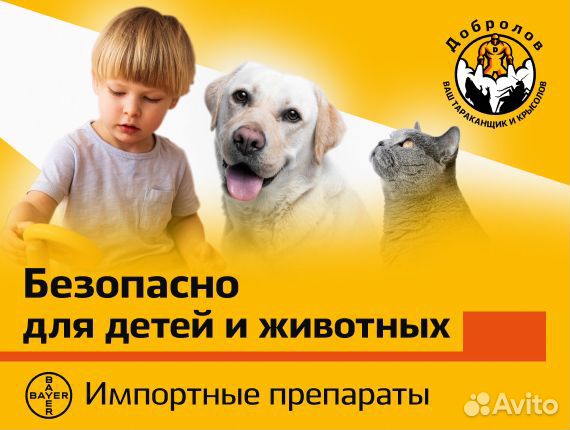 Уничтожение тараканов. Травить клопов