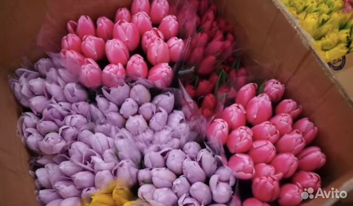 Тюльпаны оптом