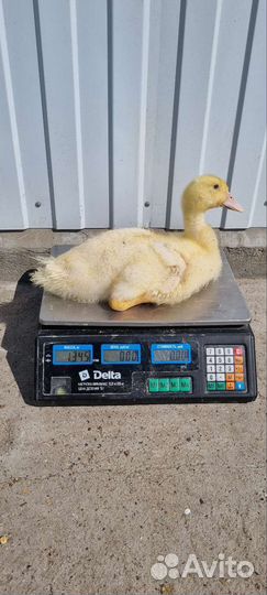 Утята черри велли Английской породы