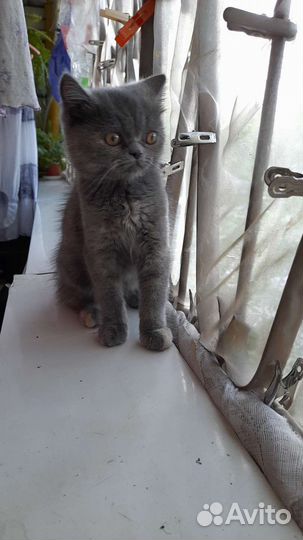 Персидская кошка