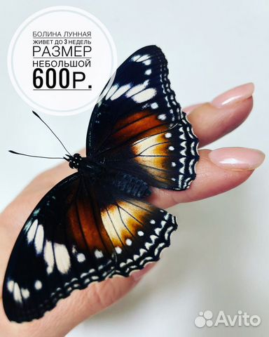 Живая тропическая бабочка объявление продам