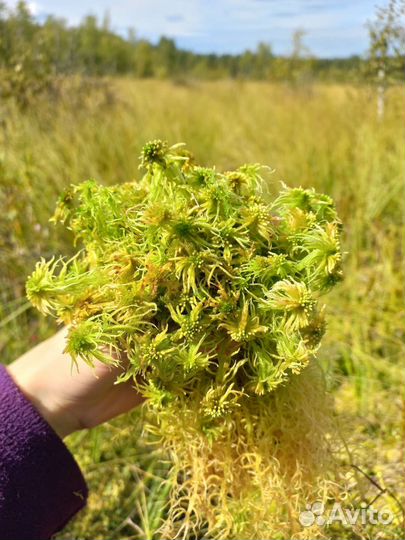 Мох сфагнум