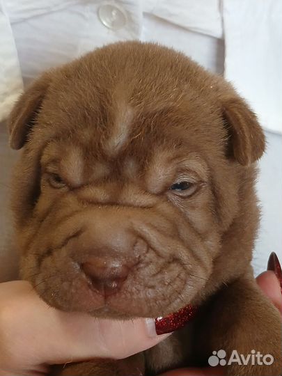 Щенки шарпея