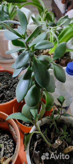 Комнатные растения цветы бесплатно