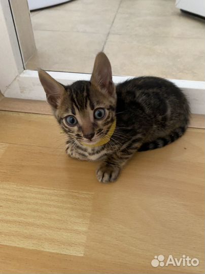 Бенгальские котята