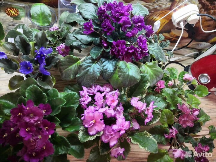 Сенполия(фиалка)