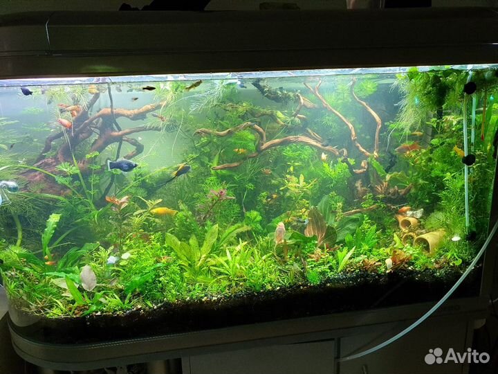 Крымские коряги для аквариума