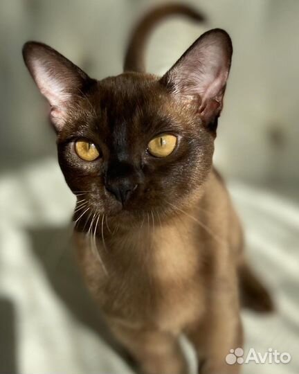 Бурма европейская