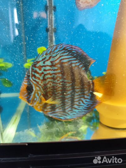 Рыбки Дискусы