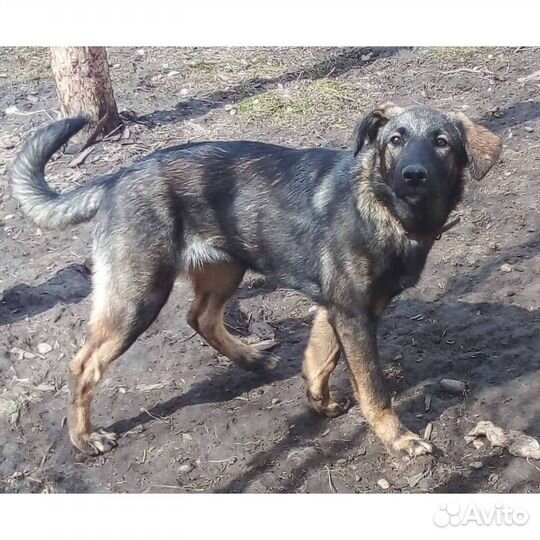 Собака в добрые руки отдам бесплатно