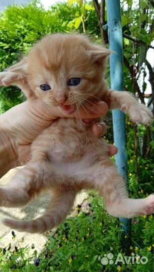 Отдам бесплатно