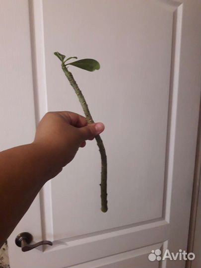 Адениум черенки
