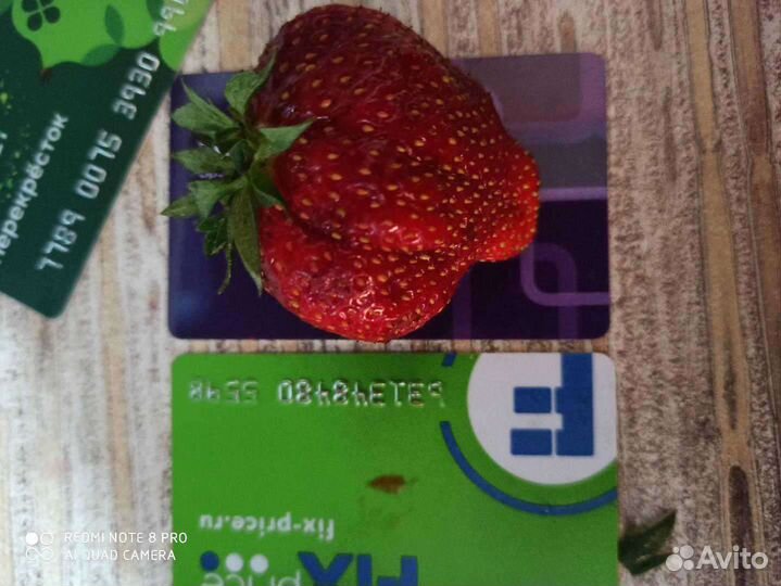 Рассада клубники