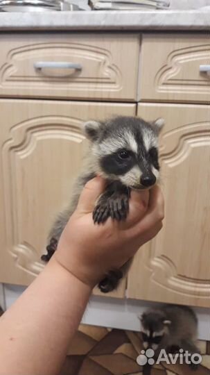 Енот полоскун