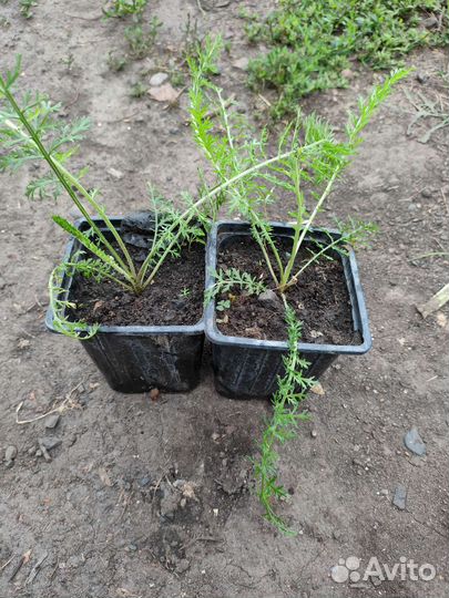 Тысячелистник декоративный