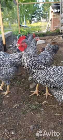 Инкубационное яйцо Амрокс и Кучинская Юбилейная