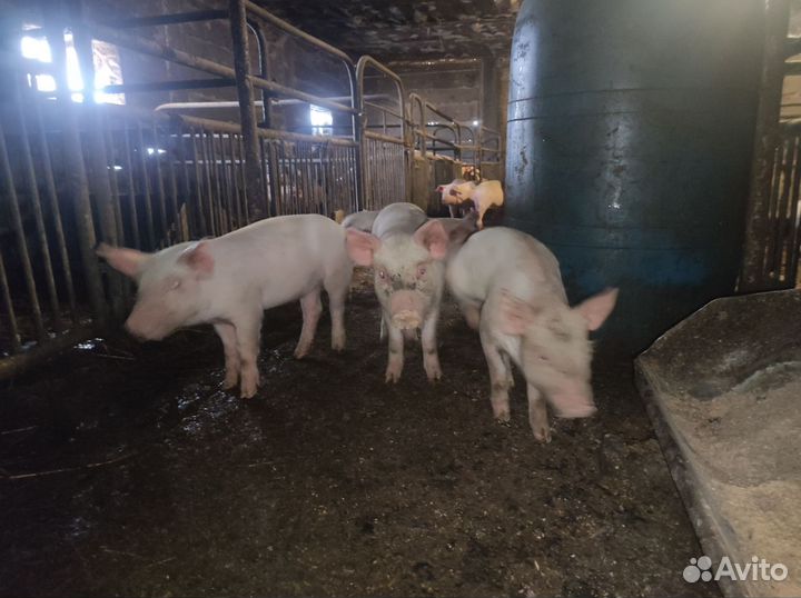 Поросенок ландрас