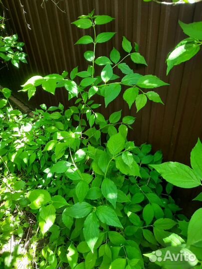 Саженцы жасмина