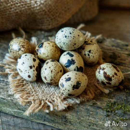 Яйца перепелиные инкубационное