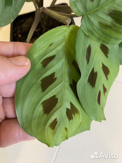 Маранта Керховена