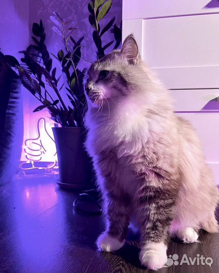 Вязка сибирская невская маскарадная