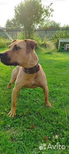 Питбуль вязка