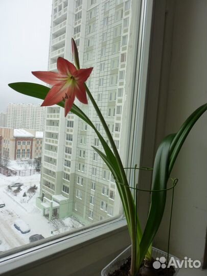 Цветок гиппеаструм