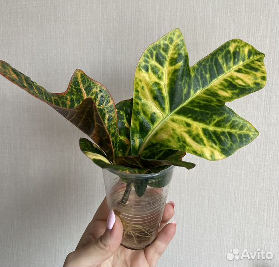 Кротон кодиеум