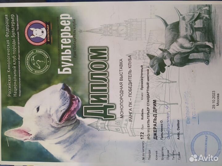 Кобель для вязки Бультерьер стандартный