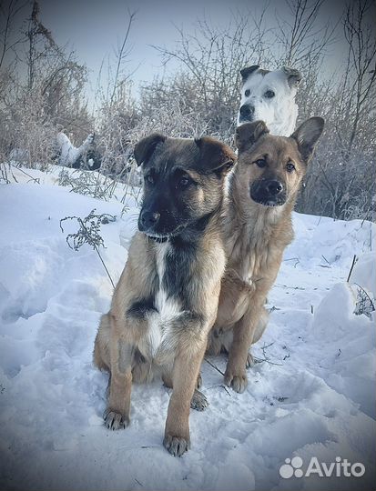 Собака в добрые руки