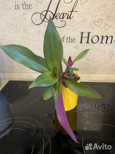 Комнатные цветы, разные