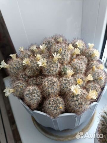 Кактус маммилярия цветущая