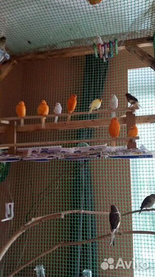 Кенара и канарейки