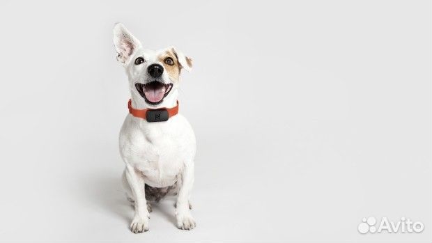 Электронный ошейник для собак