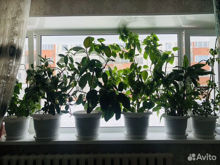 Комнатные растения