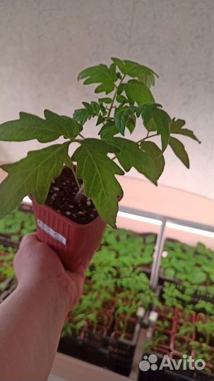 Рассада томатов