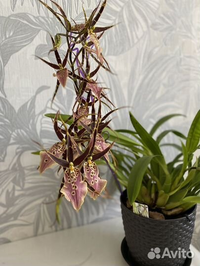 Орхидея брассия
