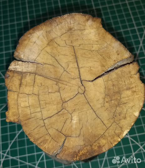 Фрагмент бивня мамонта