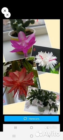 Декабрист шлюмбергера