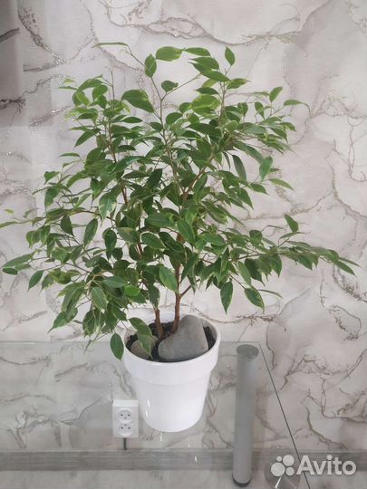 Фикусы Бенджамина разные виды