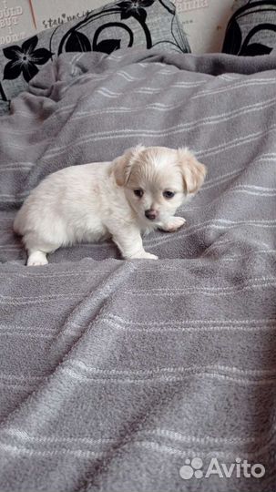 Щенки чихуахуа