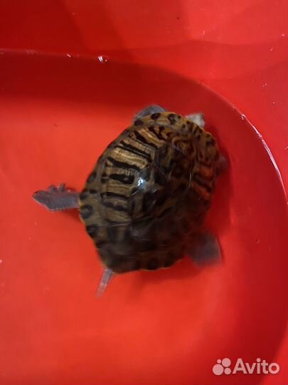 Красноухая черепаха