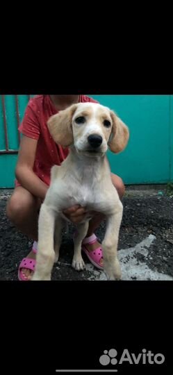 Щенки лабрадора