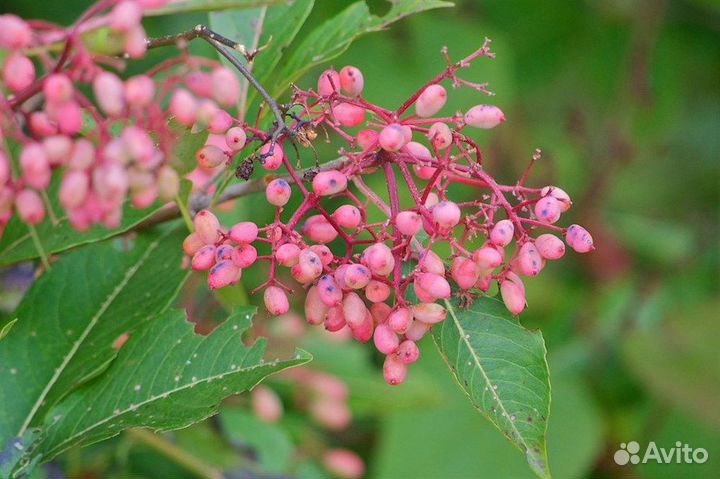 Калина, разные виды, семена