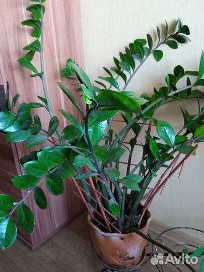 Комнатные цветы