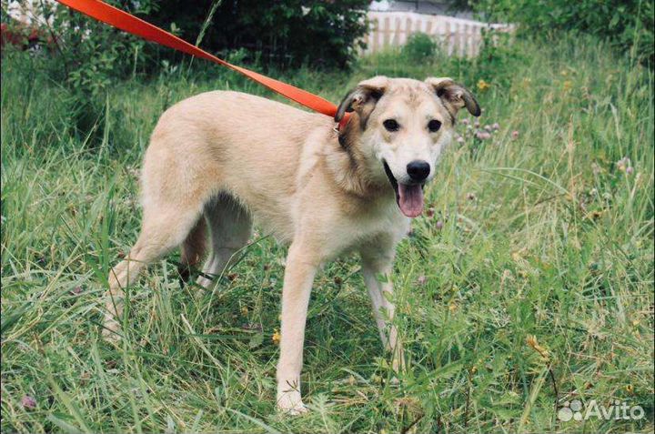 Собака в добрые руки