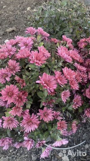 Хризантема многолетняя