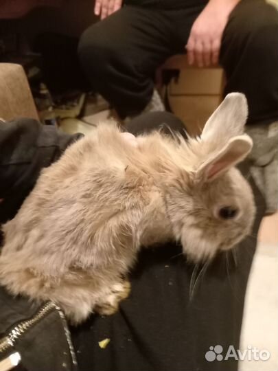 Декоративные кролики